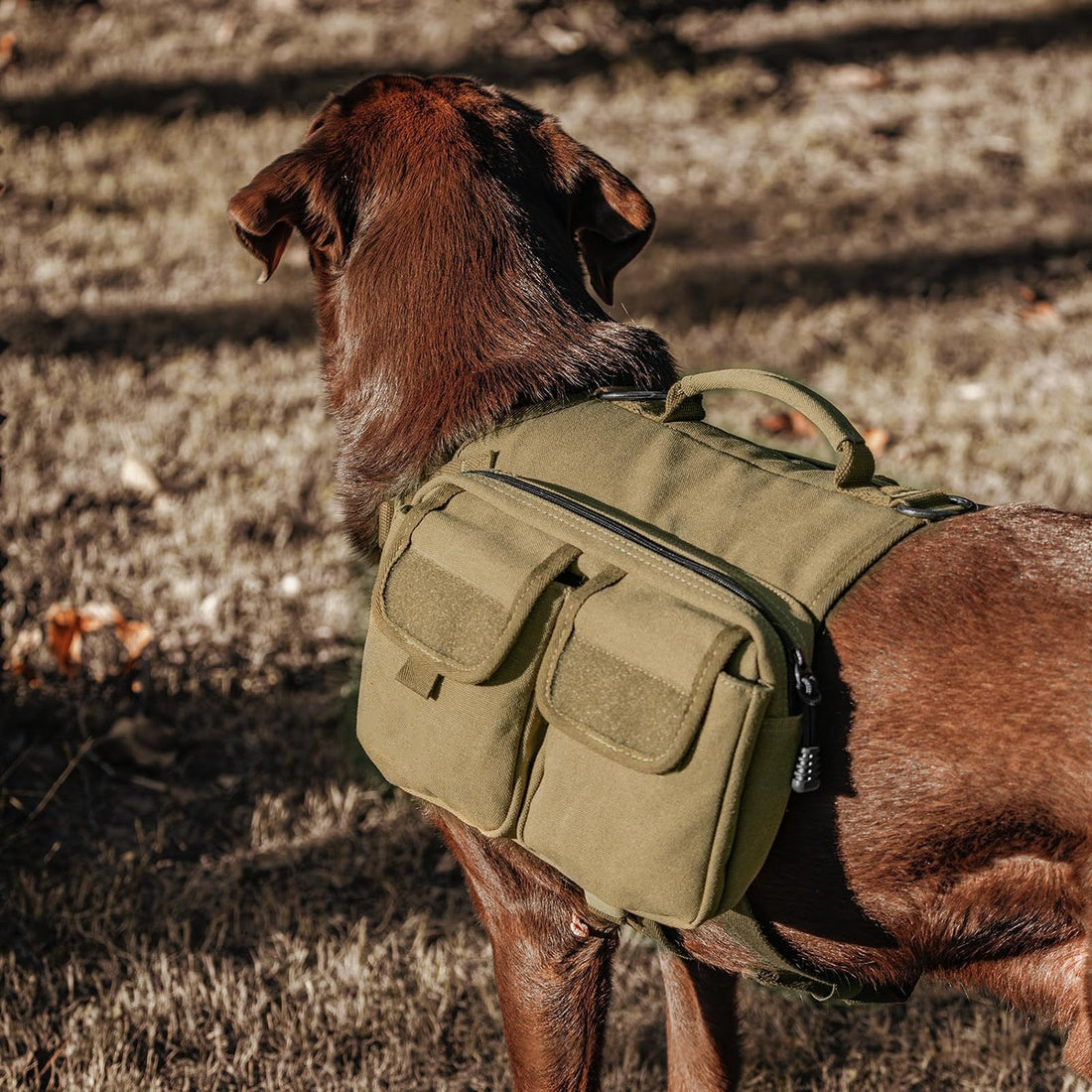 Best Dog Harness for Hiking — What to Actually Look For Before You Buy