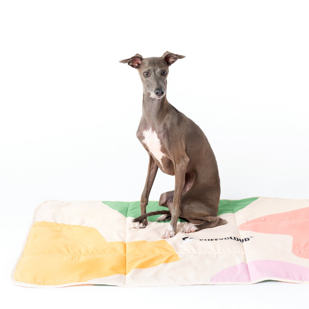 Blue foldable waterproof dog travel mat rolled out at campsite