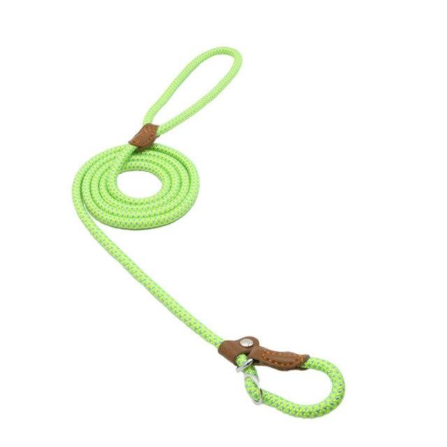 Green nylon dog collar with leash on small breed dog