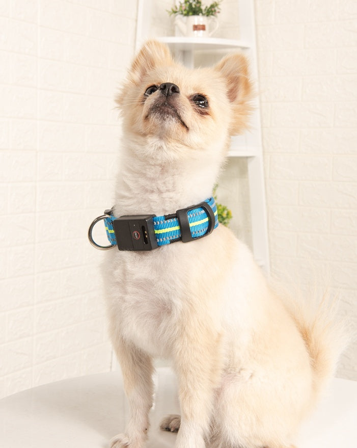 Dog wearing orange light-up collar showing 3 flashing modes